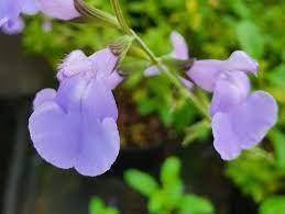 SALVIA 'DELICE  AQUAMARINE'