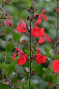 SALVIA MICROPHYLLA 'SUZANNE'