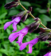 SALVIA 'AMIGO'