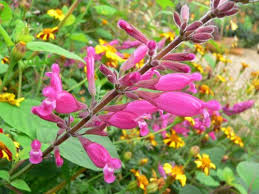 SALVIA INVOLUCRATA 'HADSPEN'