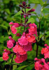 SALVIA 'PING PONG'