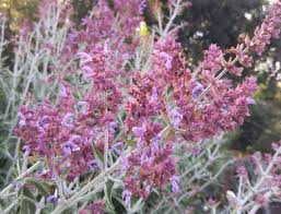 SALVIA CANARIENSIS