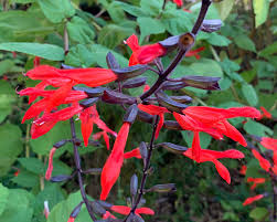 SALVIA GESNERIFLORA