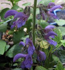 SALVIA MILTIORRHIZA -CHINESE SAGE