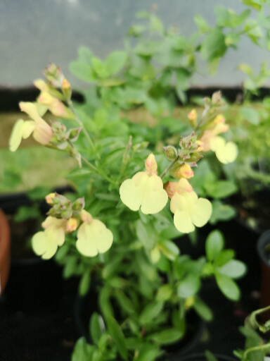 SALVIA  X JAMENSIS 'LEMON LIGHT'