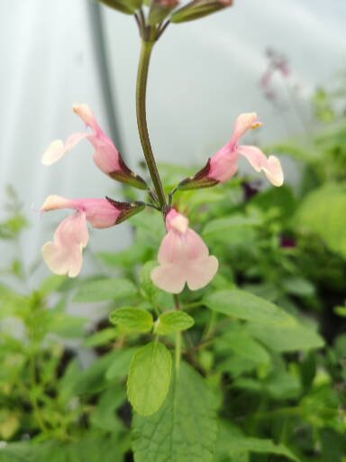SALVIA 'STORMY PINK'