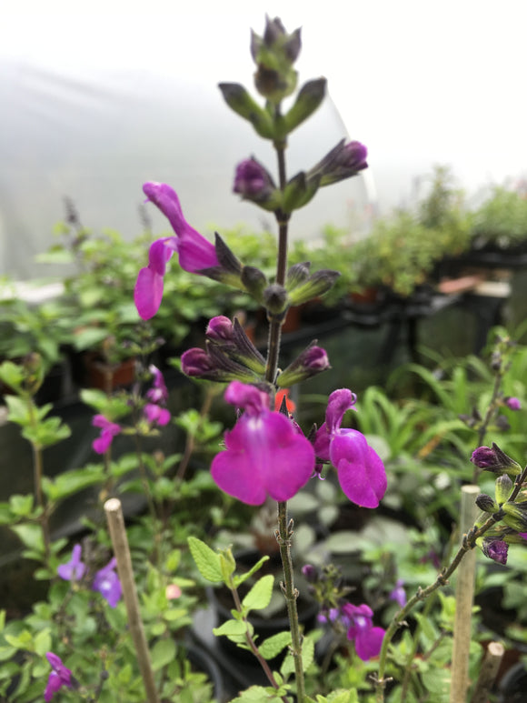 SALVIA 'CHRISTINE YEO'