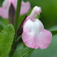 SALVIA  MICROPHYLLA 'ANDUUS'