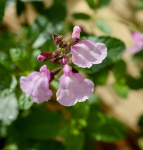 SALVIA 'PETER VIDGEON'