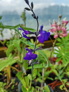 SALVIA GREGGII  'BLUE NOTE'