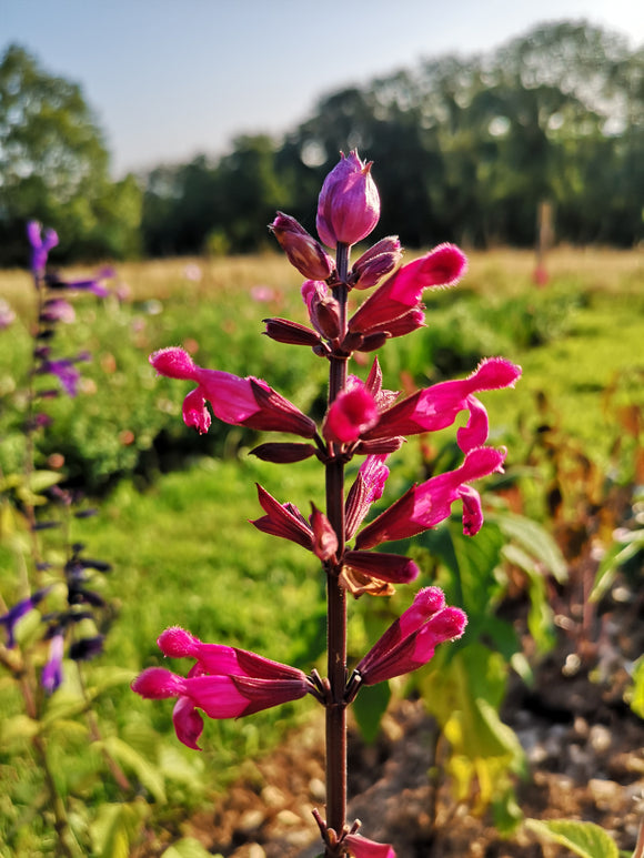 SALVIA INVOLUCRATA 'MULBERRY JAM'