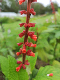 SALVIA CONFERTIFLORA