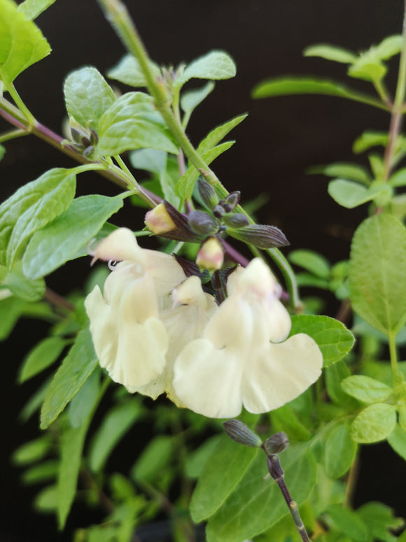 SALVIA 'HEATWAVE GLIMMER'