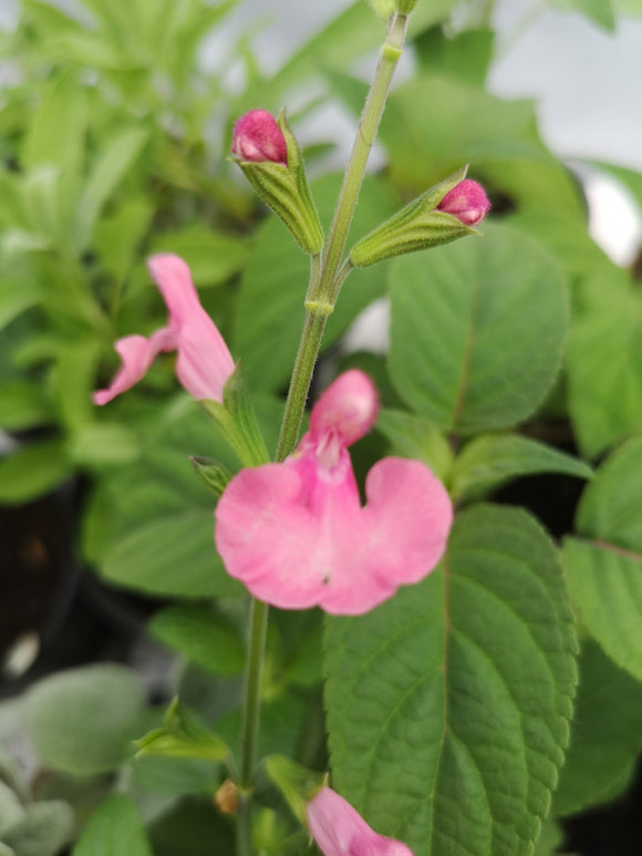SALVIA 'PINK BLUSH'