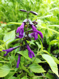 SALVIA 'AMISTAD'