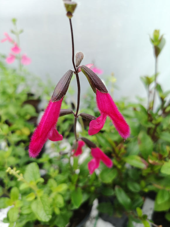 SALVIA BUCHANANII
