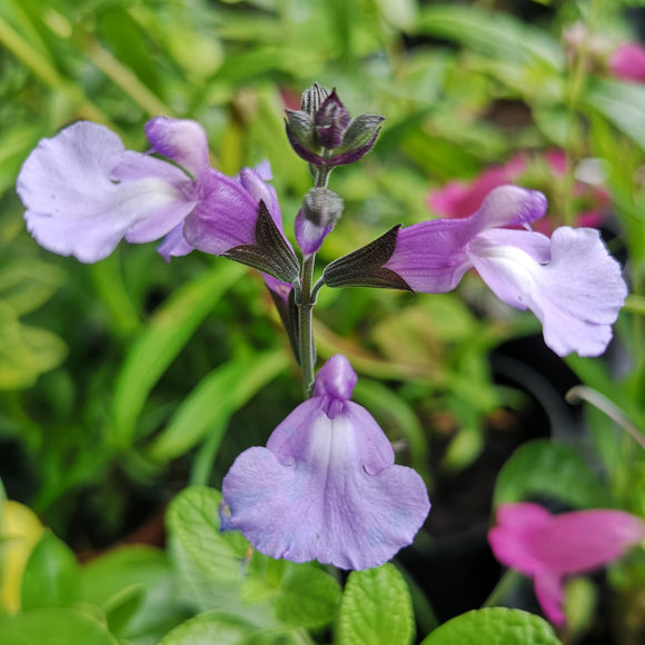 SALVIA 'SO COOL PALE BLUE'