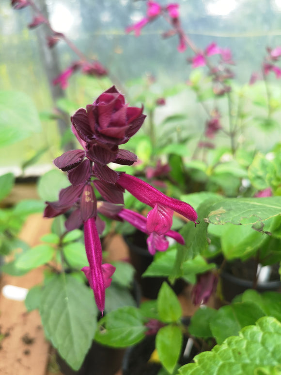 SALVIA 'LOVE AND WISHES'