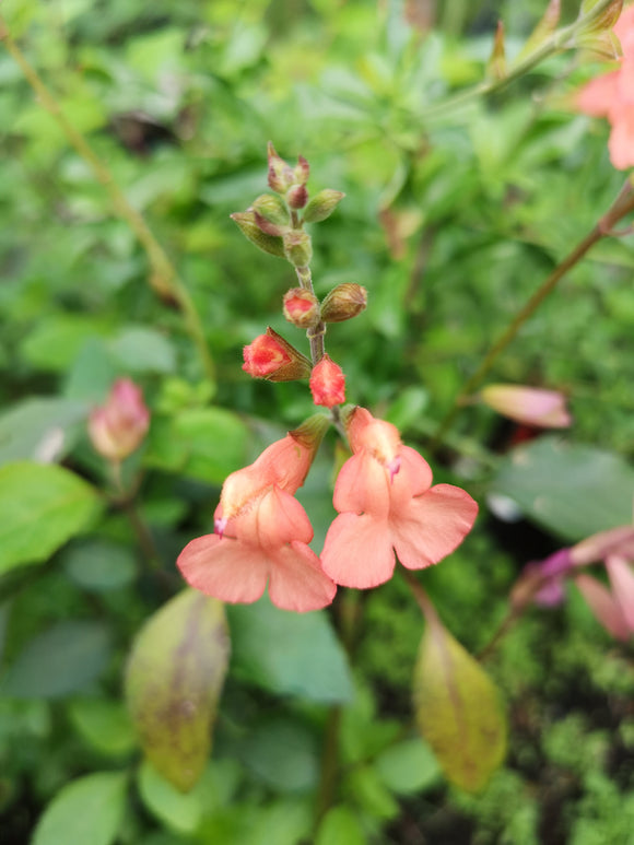 SALVIA 'PAPJAN'
