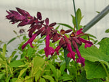 SALVIA 'LOVE AND WISHES'