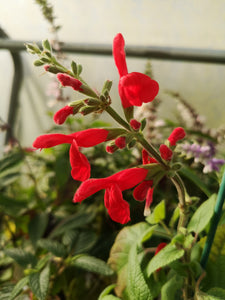 SALVIA DARCYII