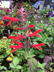 SALVIA FULGENS - CARDINAL SAGE - A.G.M.