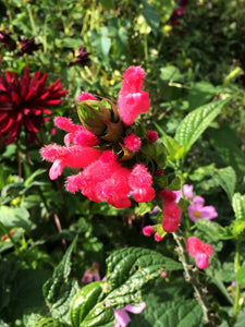 SALVIA OXYPHORA
