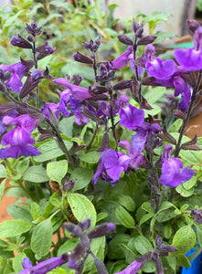 SALVIA  X JAMENSIS 'JAVIER'