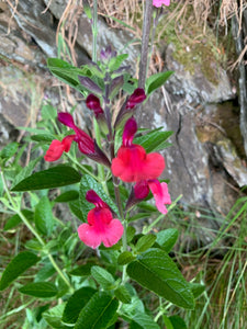 SALVIA 'WINE AND ROSES'