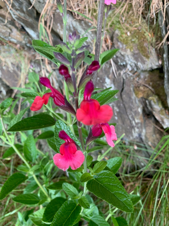 SALVIA 'WINE AND ROSES'