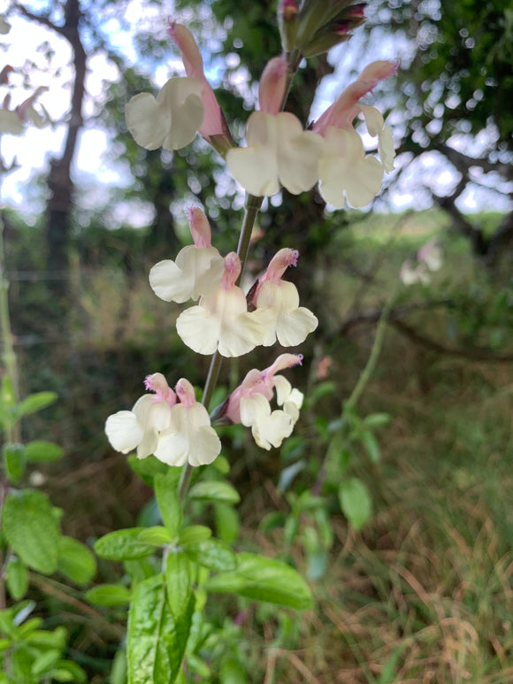 SALVIA 'TRELISSICK'