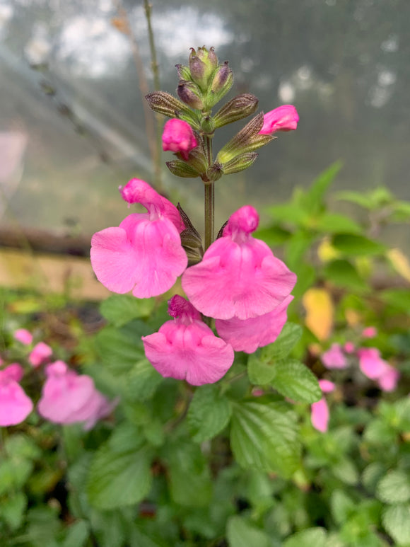 SALVIA 'FLOWER CHILD'