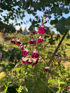 SALVIA CHERRY LIPS