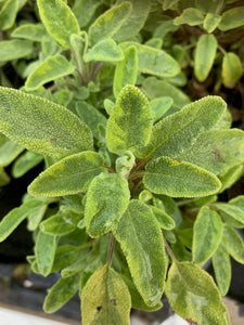 SALVIA ICTERINA - GOLD SAGE