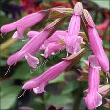 SALVIA 'KISSES AND WISHES'