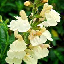SALVIA 'LEMON PIE'