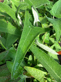 SALVIA SAGITATA