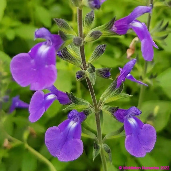 SALVIA 'DELICE FELINE'