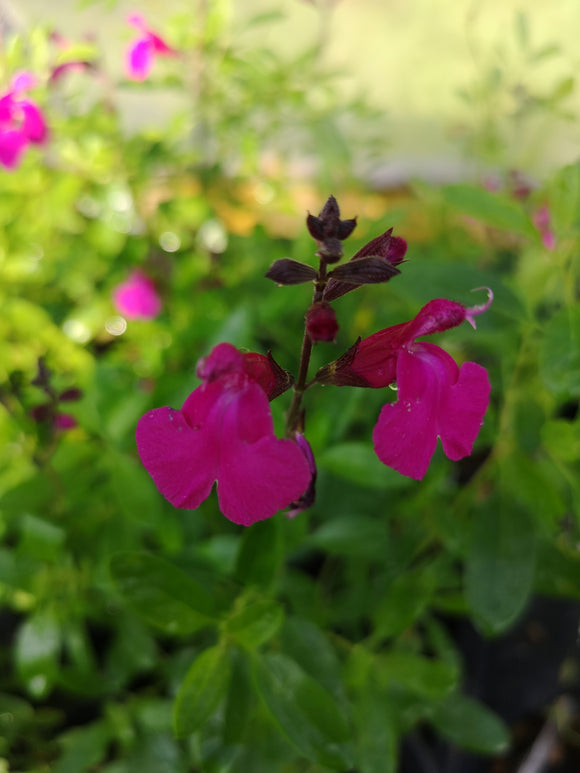 SALVIA X JAMENSIS  'RASPBERRY ROYALE'