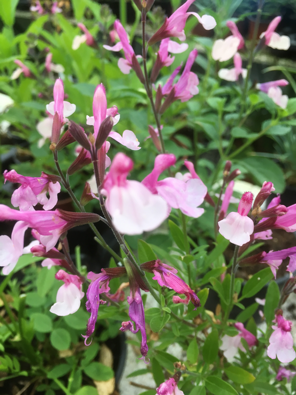 SALVIA 'DYSONS JOY'