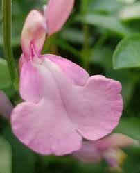 SALVIA 'CANDY CREAM'