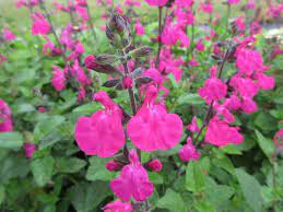 SALVIA 'CERRO POTOSI'