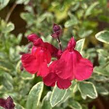 SALVIA 'DESERT BLAZE'