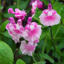 SALVIA MICROPHYLLA 'ANGEL WINGS'