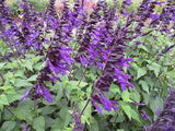 SALVIA 'AMISTAD'