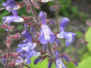 SALVIA FORSKAOLII