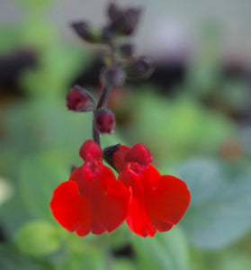 SALVIA 'ROYAL BUMBLE'