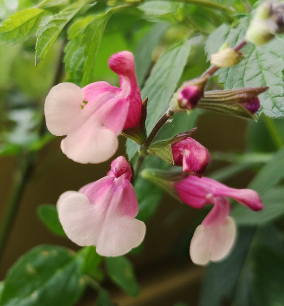 SALVIA 'SHELL DANCER'