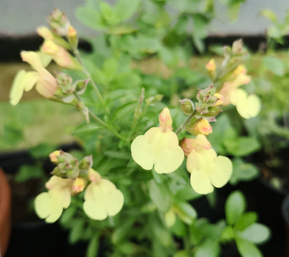 SALVIA 'GOLDEN GIRL'