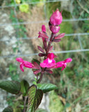 SALVIA INVOLUCRATA 'MULBERRY JAM'